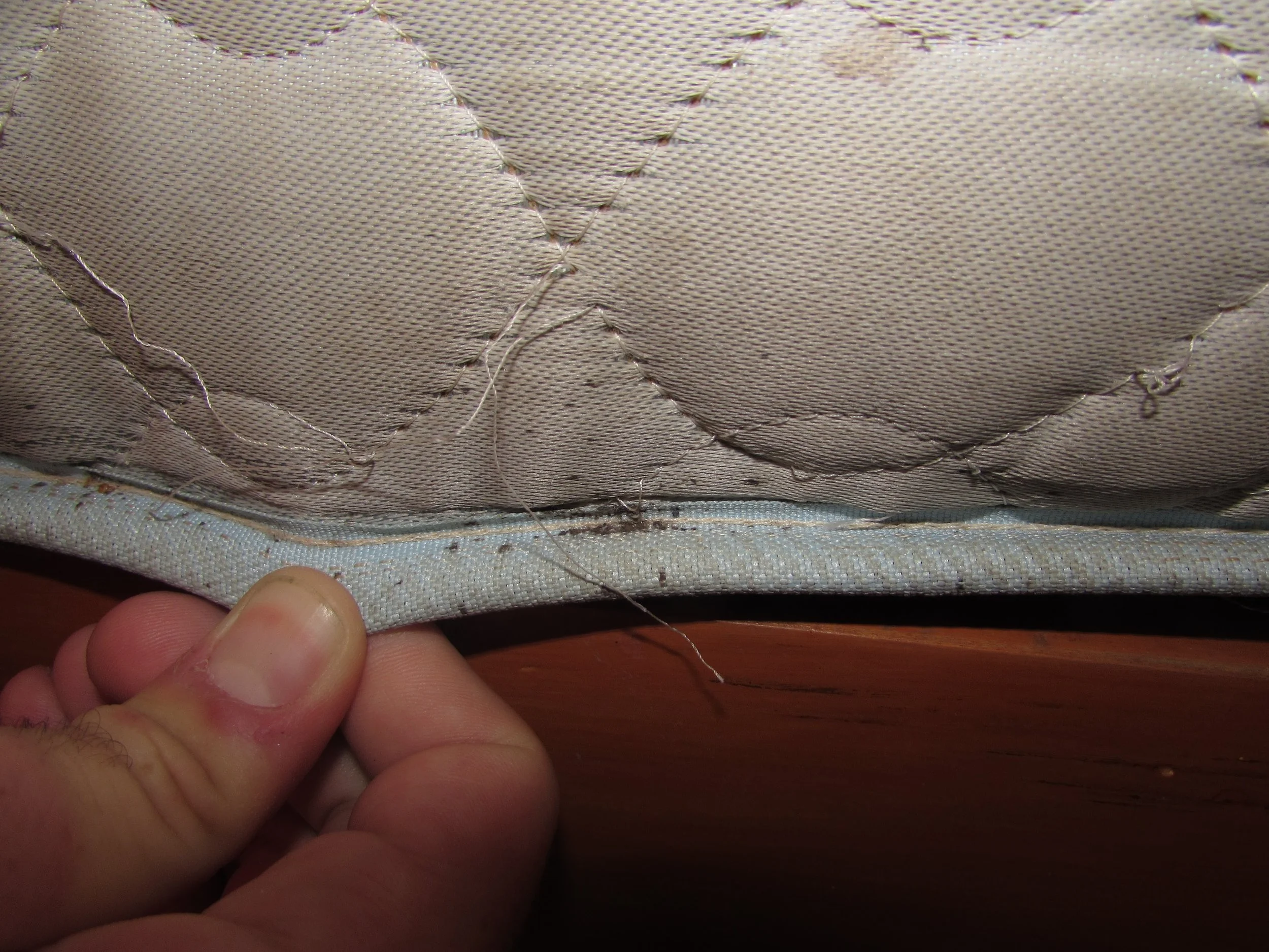 How To Deal With Bed Bugs While Traveling — Savvy Dispatches