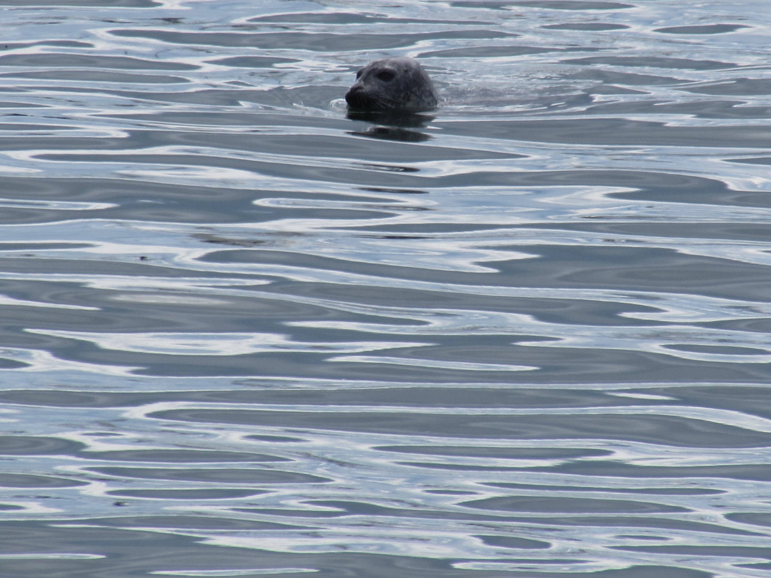 Harbor seal in Casco Bay, seen from the Peaks Island Ferry.