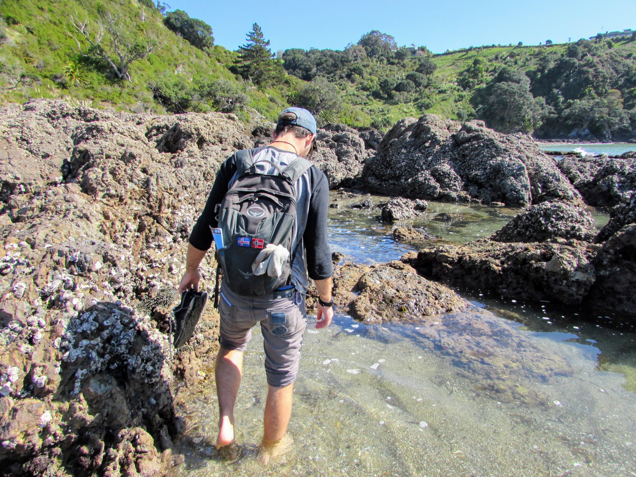 Emmett walking the rocks of Palm Beach on Waiheke.