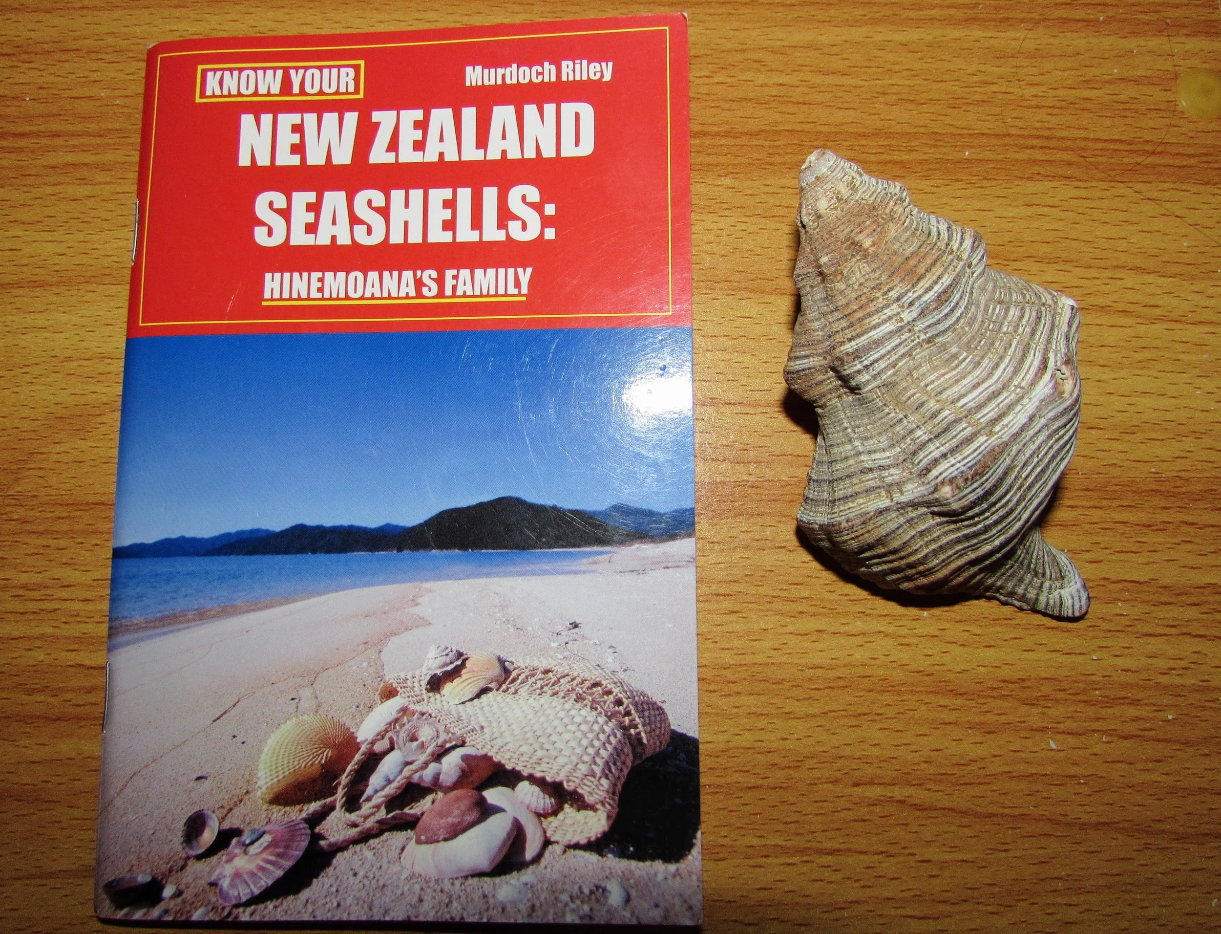 In one of Paihia's book shops, I bought this New Zealand seashell guide. Next to it is a palm-sized worn siphon whelk that Emmett found, also in Paihia.