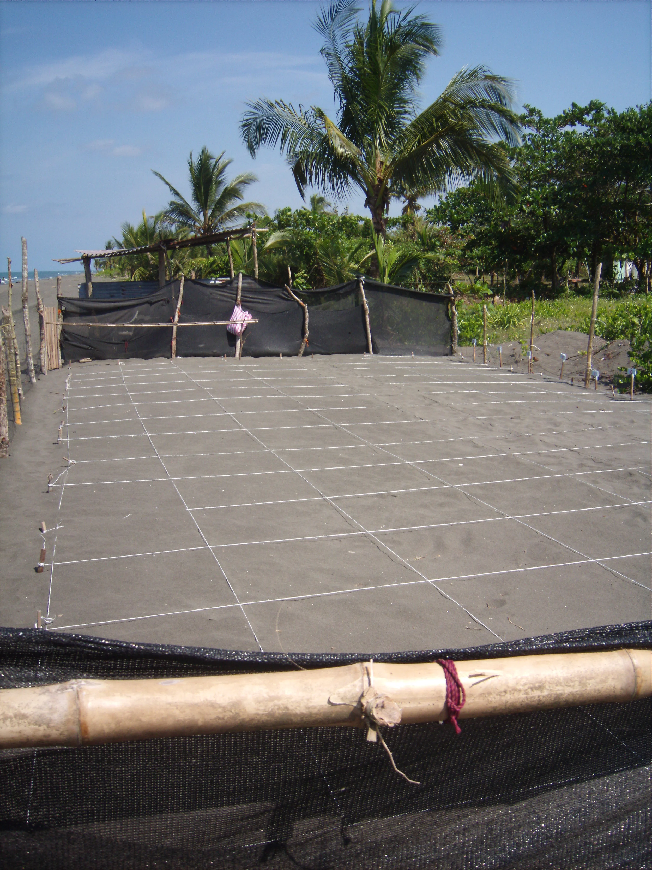 Our turtle nursery.