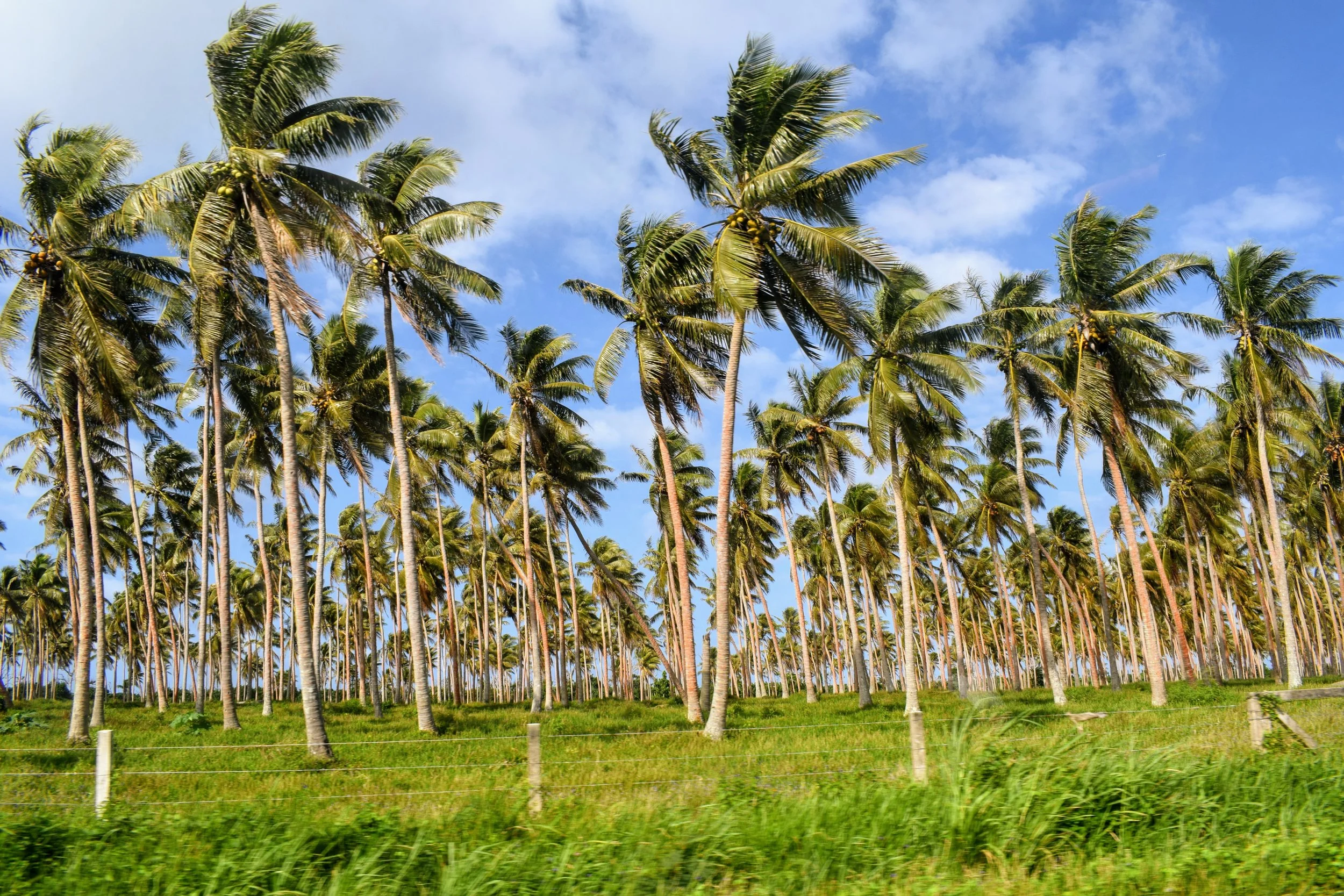 vanuatu south pacific travel 8.jpg