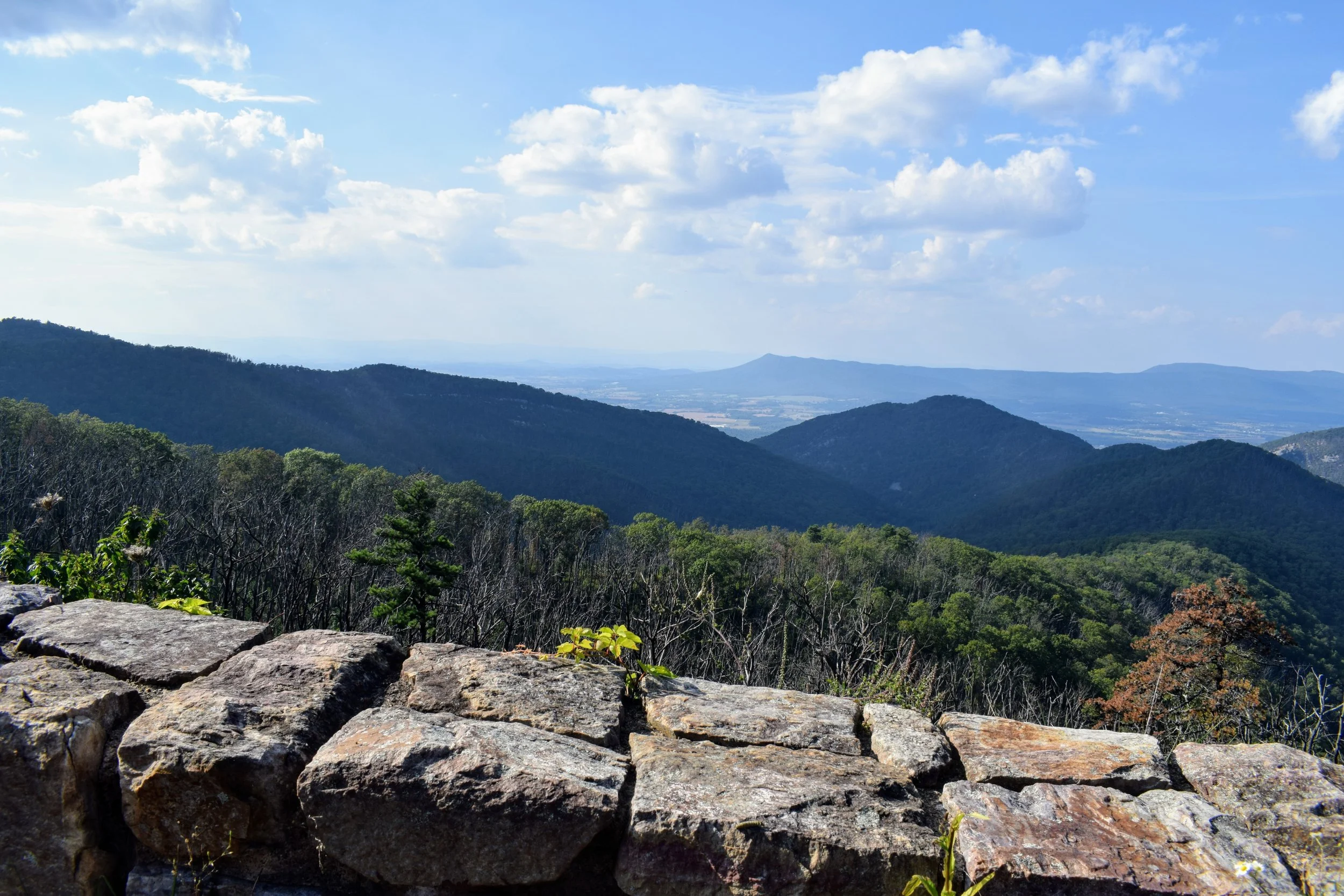Harrisonburg Va Craigslist: Hidden Gems You Need To See - yno8q4j
