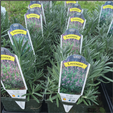 LAVENDER, Perennials: Quart; Strongly aromatic (full sun), Price: $10