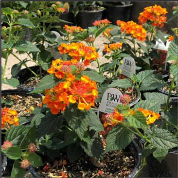 LANTANAS, 6" Individual Annual Pots; Available in orange (pictured), red/yellow, pink/yellow Price: $10