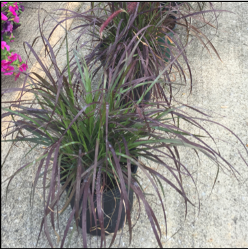 FOUNTAIN GRASS - RED, One Gallon Annual Container; Mound-forming ornamental grass (full/part sun), Price: $10