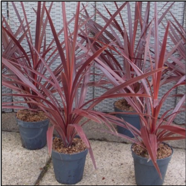 CORDYLINE - RED, One Gallon Annual Container; Tall, full, red star spike, Price: $10