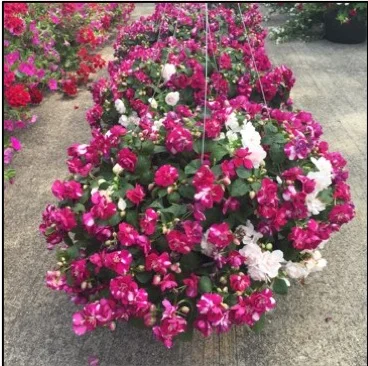 DOUBLE IMPATIENS, 12" Hanging Basket; Sweetheart mix (shade/part sun) Price: $30