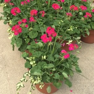 GERANIUM - FUCHSIA, 14" Premium Annual Patio Container; Fuchsia with spikes and ivy, Price: $30