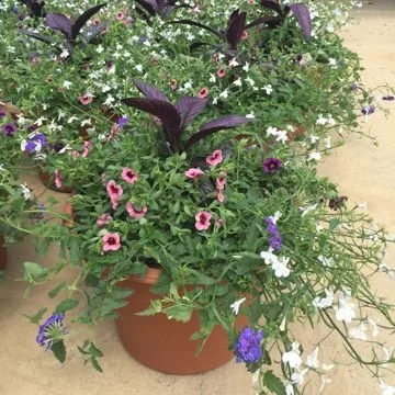 HOCUS POCUS, 14" Premium Annual Patio Container; Mixture of purple and lavender flowers, frilly and light (morn sun/part shade), Price: $40