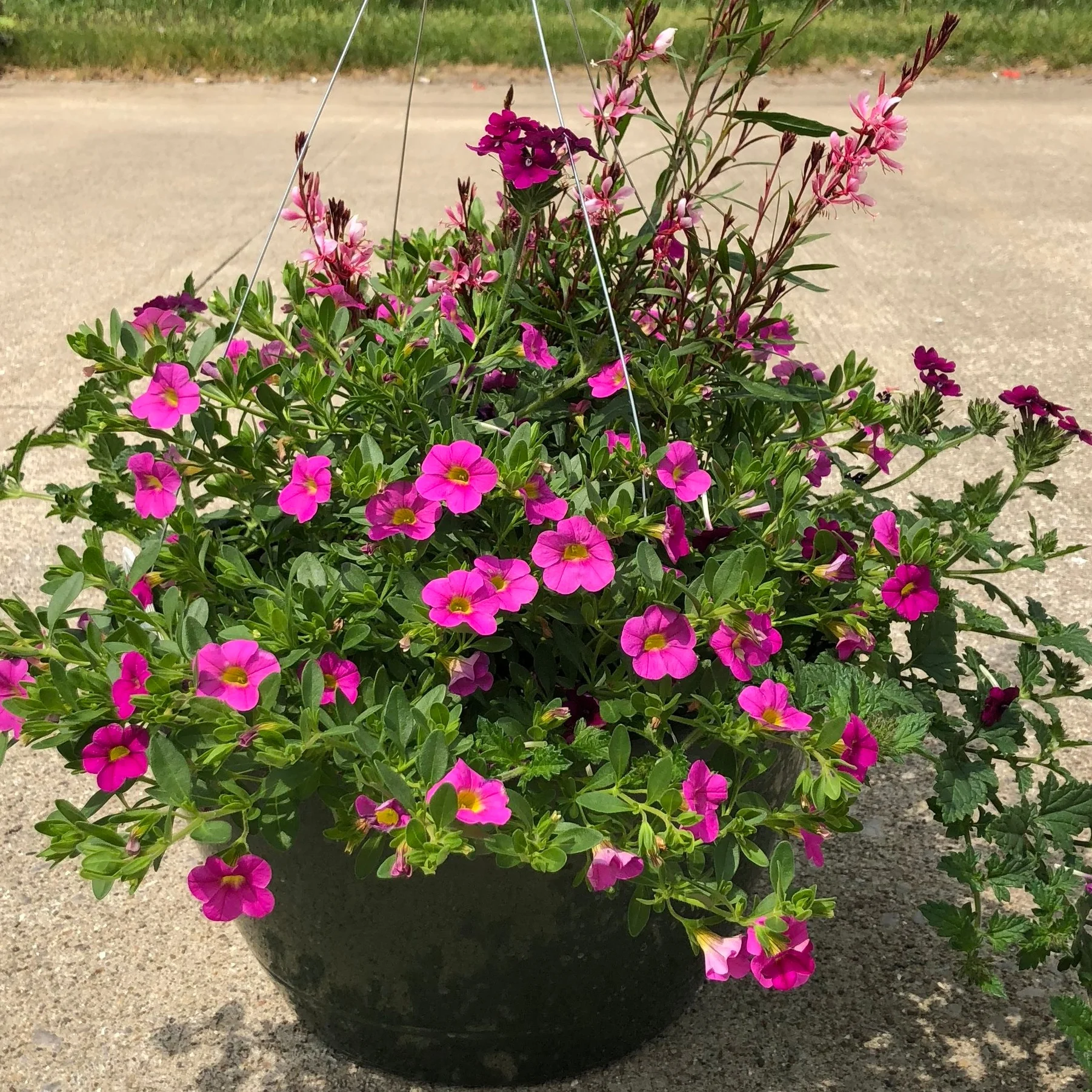 PRETTY-N-PINKS , 12" Hanging Basket; All shades of pink flowers; Price: $30