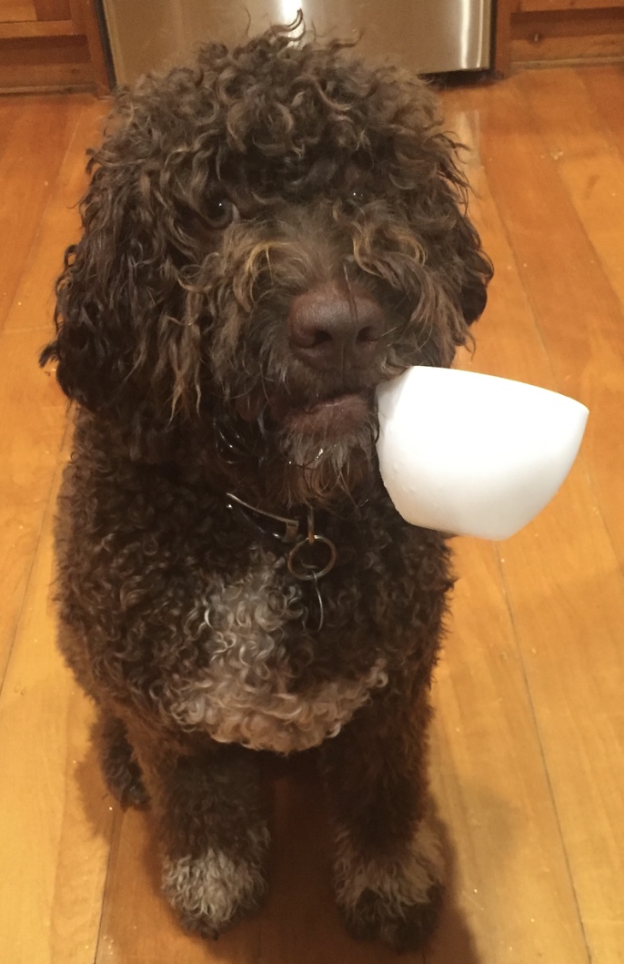 Lagotto Romango Max, 'more please!'