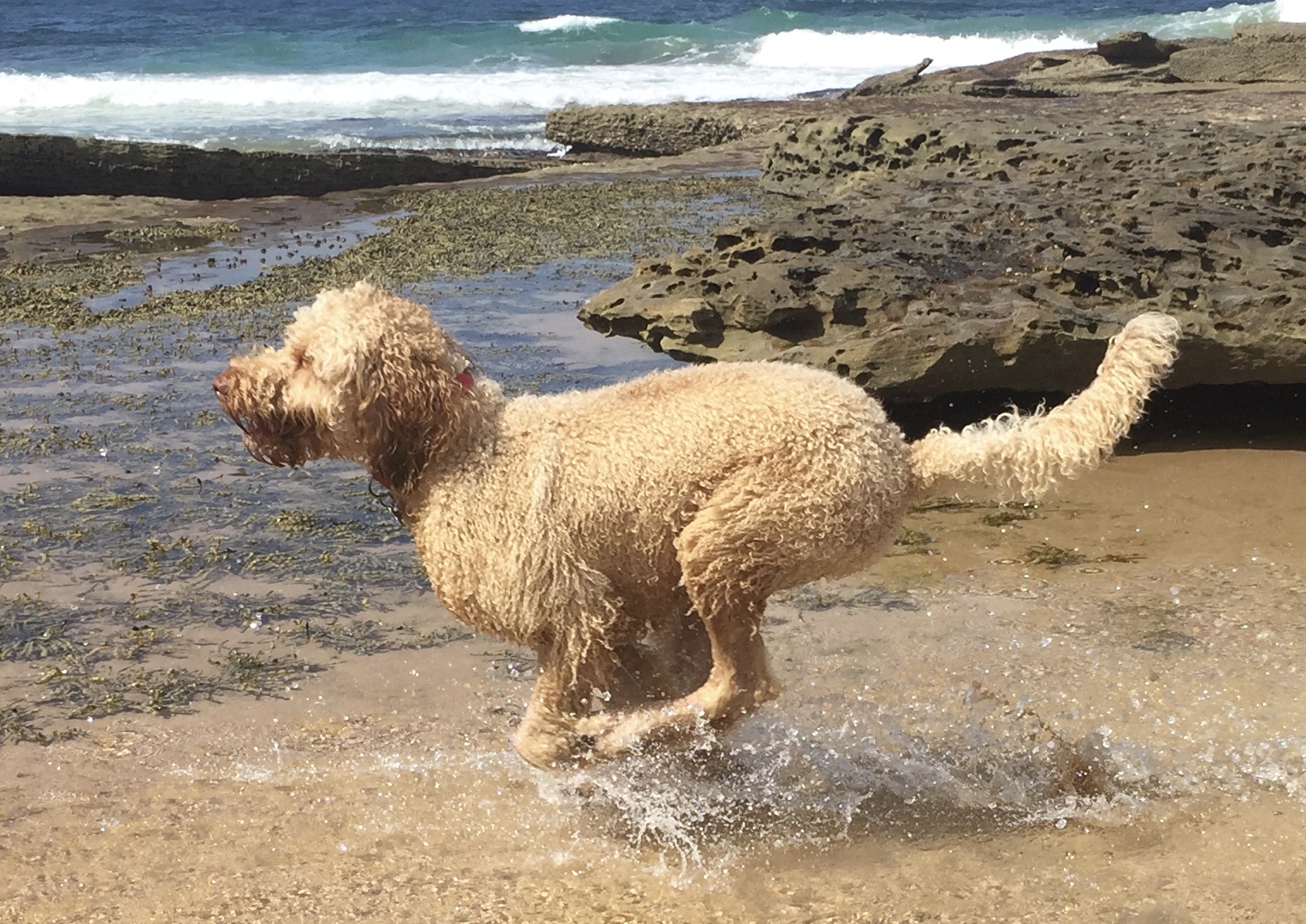 Labradoodle Leo, ever active, and always on the run looking for fun