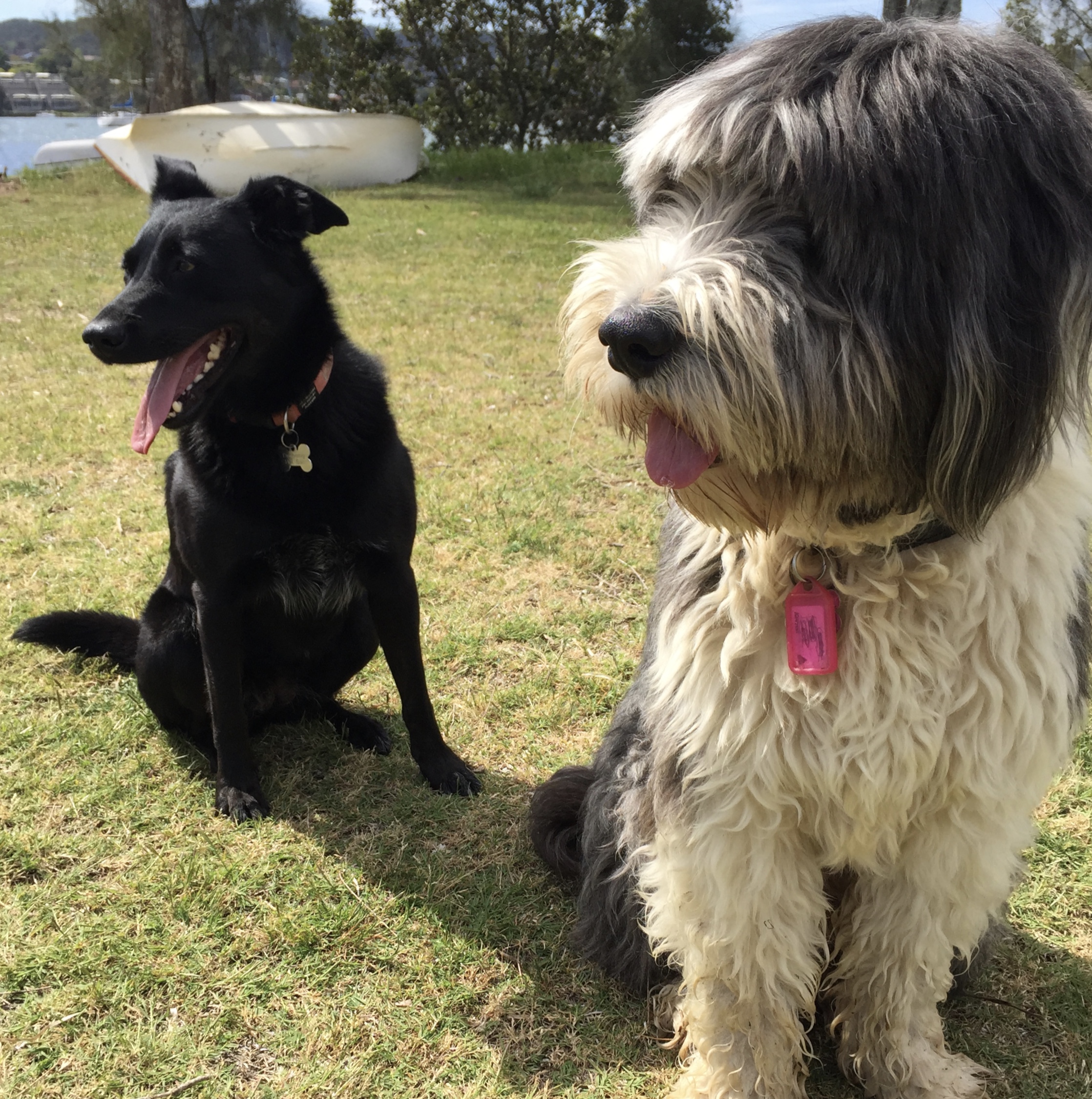 Kelpie & Old English Sheep Dog Lexi & Baxter - inseparable soul mates