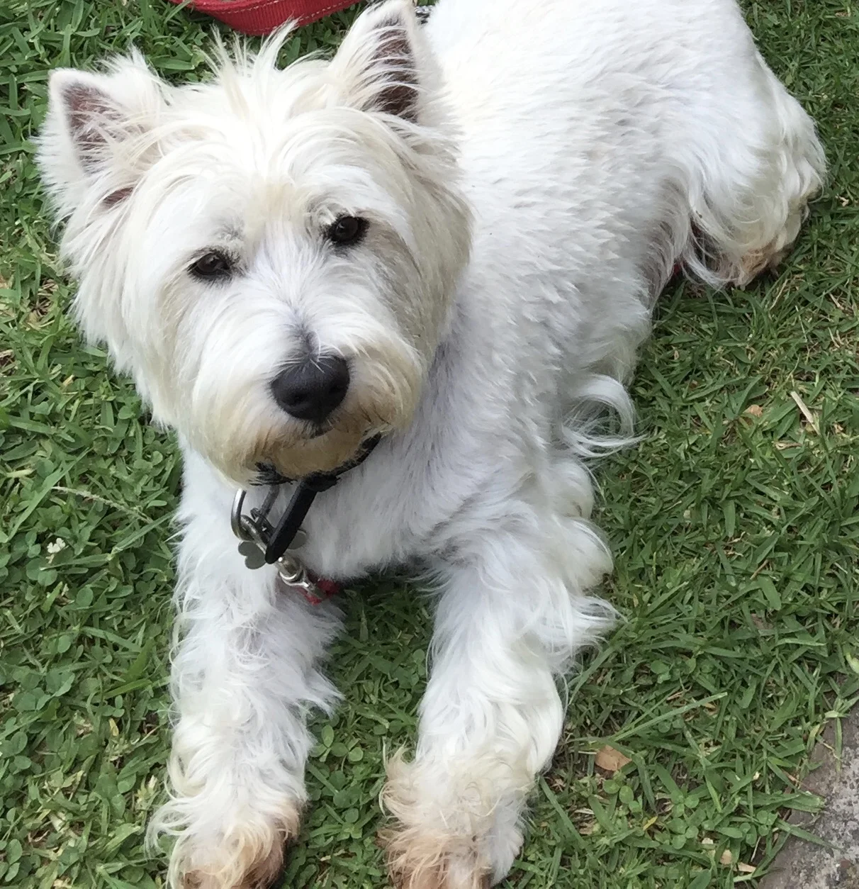 West Highland White Terrier Murphy, small but mighty!