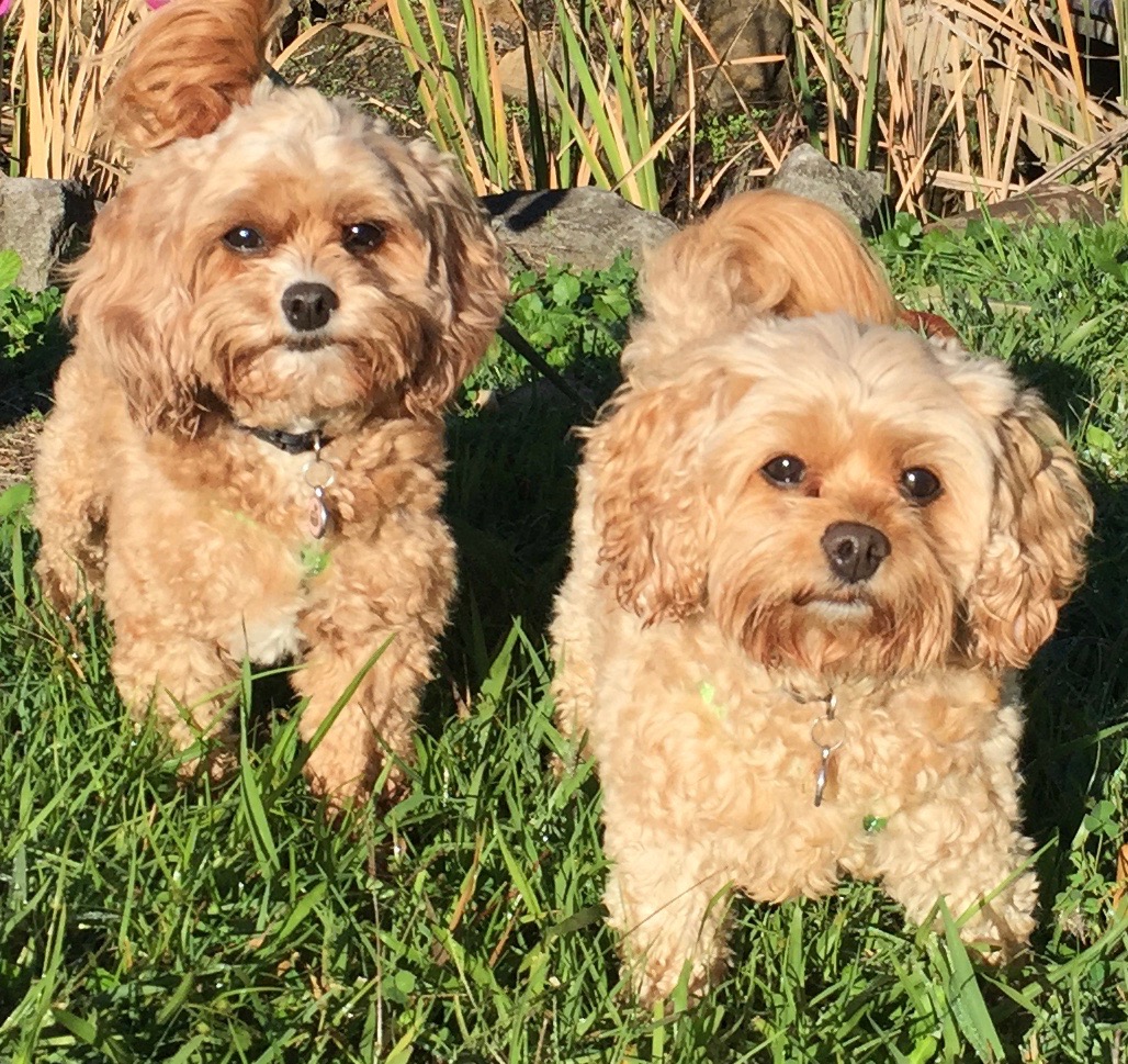 Cavoodles & tiny cuties, Millie & Chloe, everyone falls in love with them