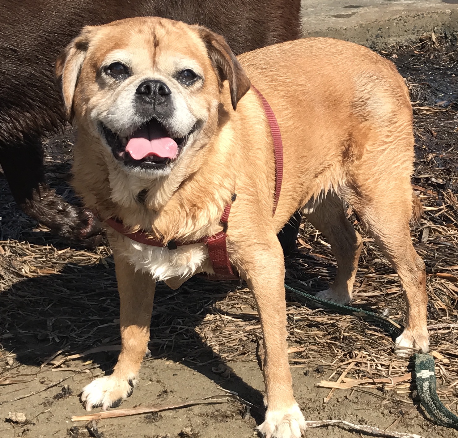 Pug cross Bailey, a sweet old chap who loved having young canine company