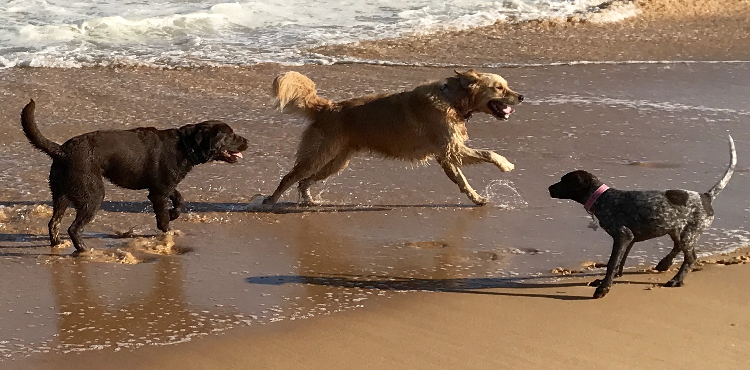 Mello Herbie and Pepper having a great time at Avoca