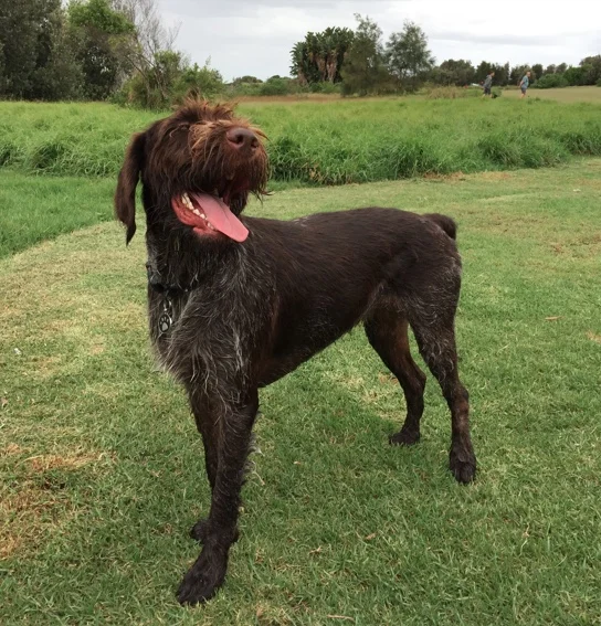German Wire-Haired Pointer, Hunter