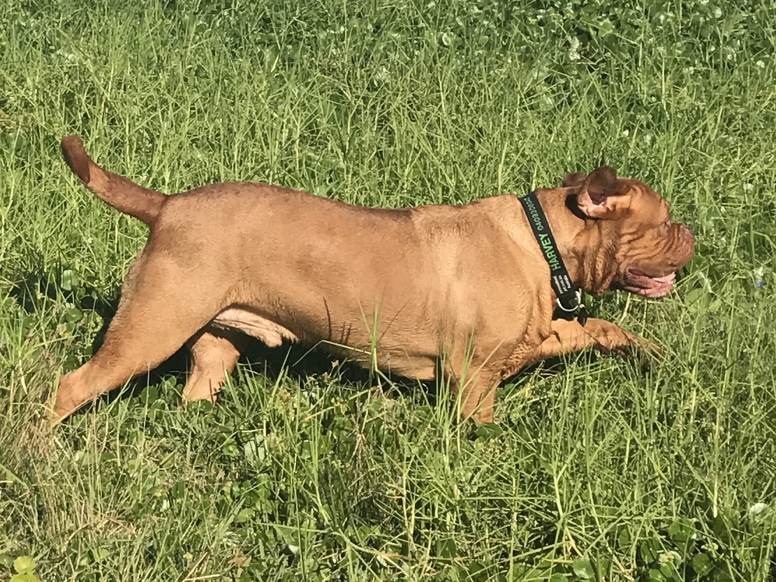 Dogue de Bordeaux - 68 Kg Harvey easy going loveable and a wonderful boy