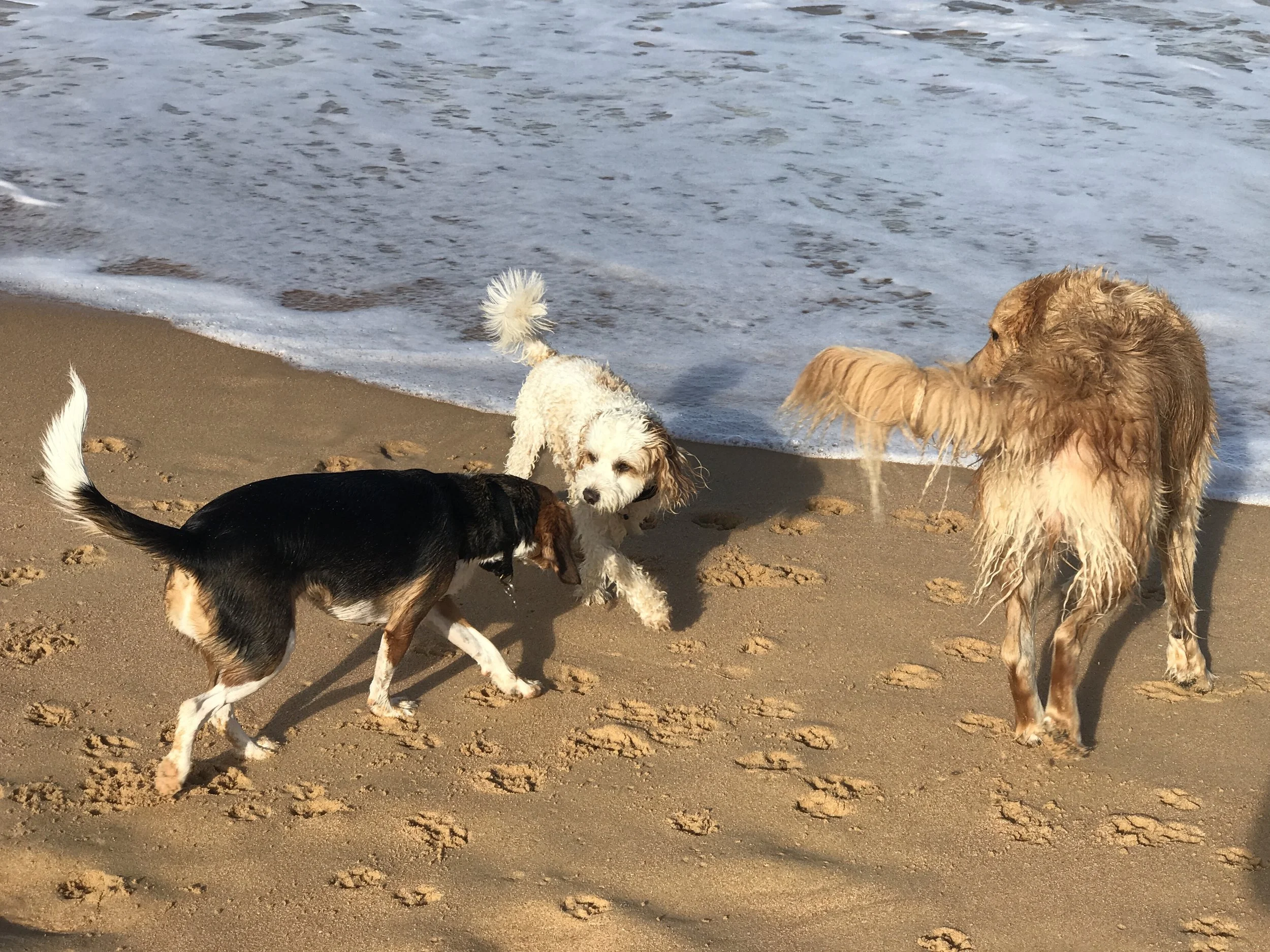 Brodie, Sparky & Herbie