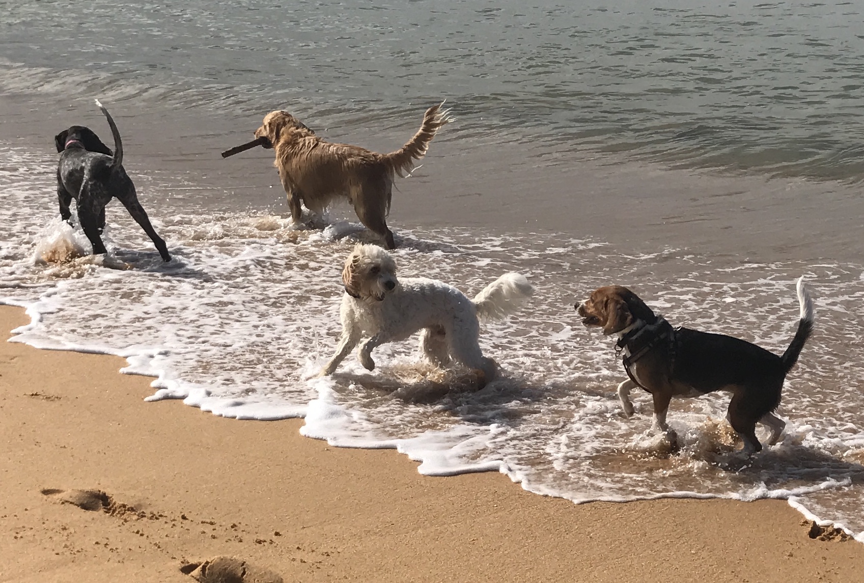 Pepper, Herbie, Sparky & Brodie at McMasters Beach