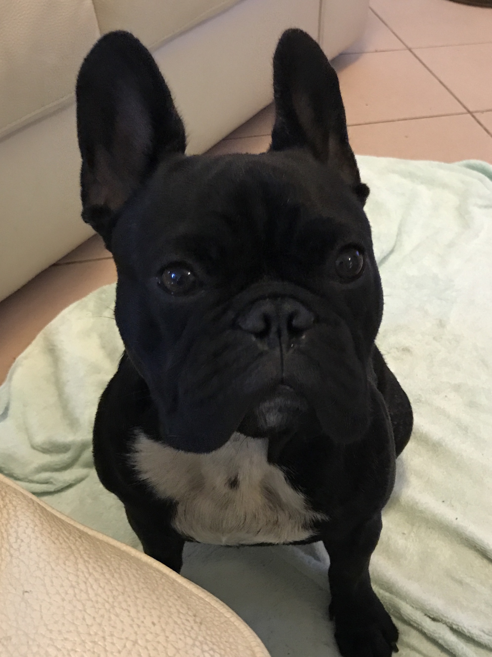 French Bulldog Douglas - cute right?!