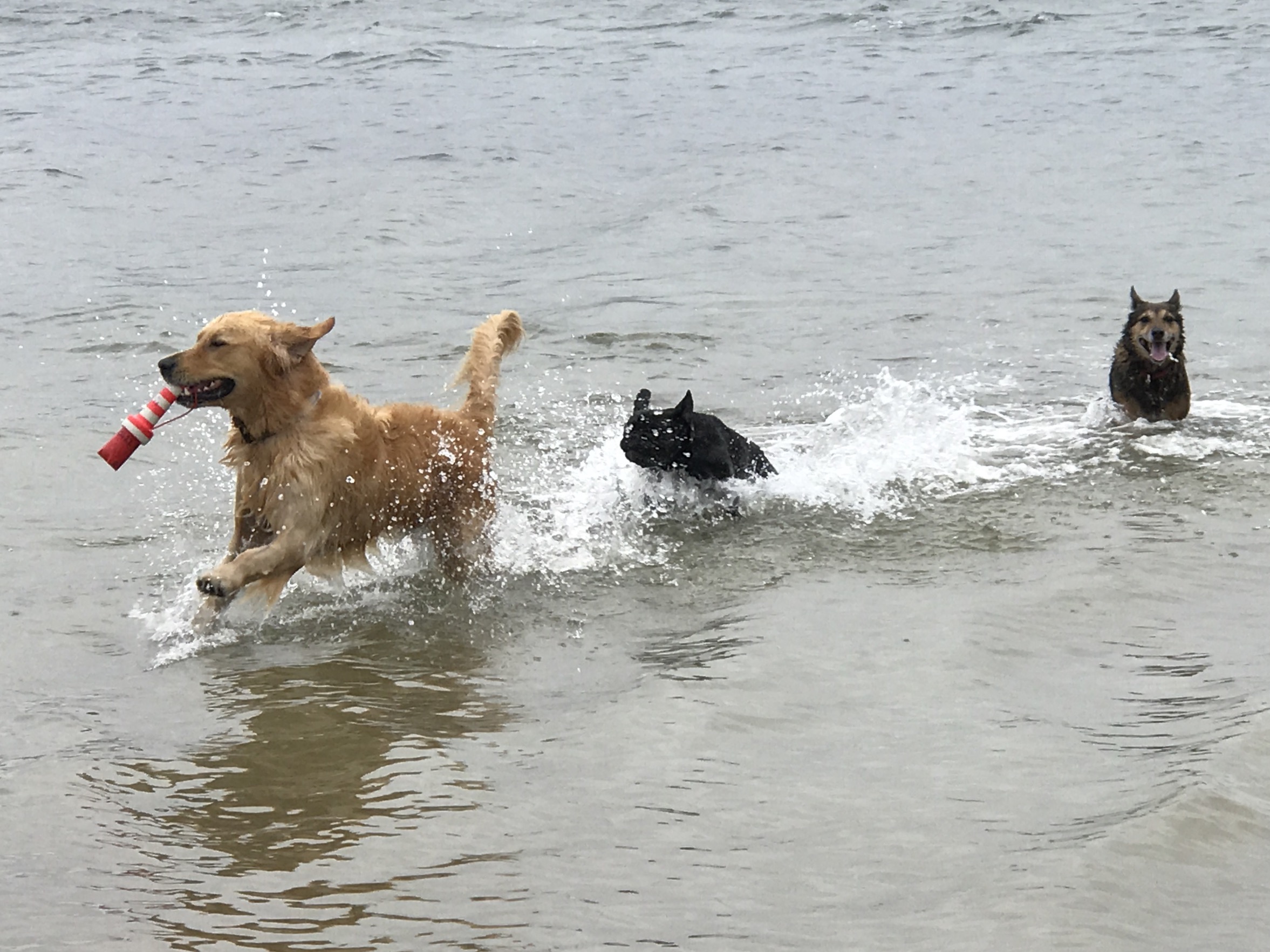 Frenchies just want to have fun - and Douglas knew how to play - always in the thick of it.