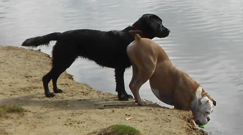 Flat Coated Retriever & Slimmer of the Year - Olive with her pal, Australian Bulldog, Turbo at Queenscliff Lagoon on the Northern Beaches