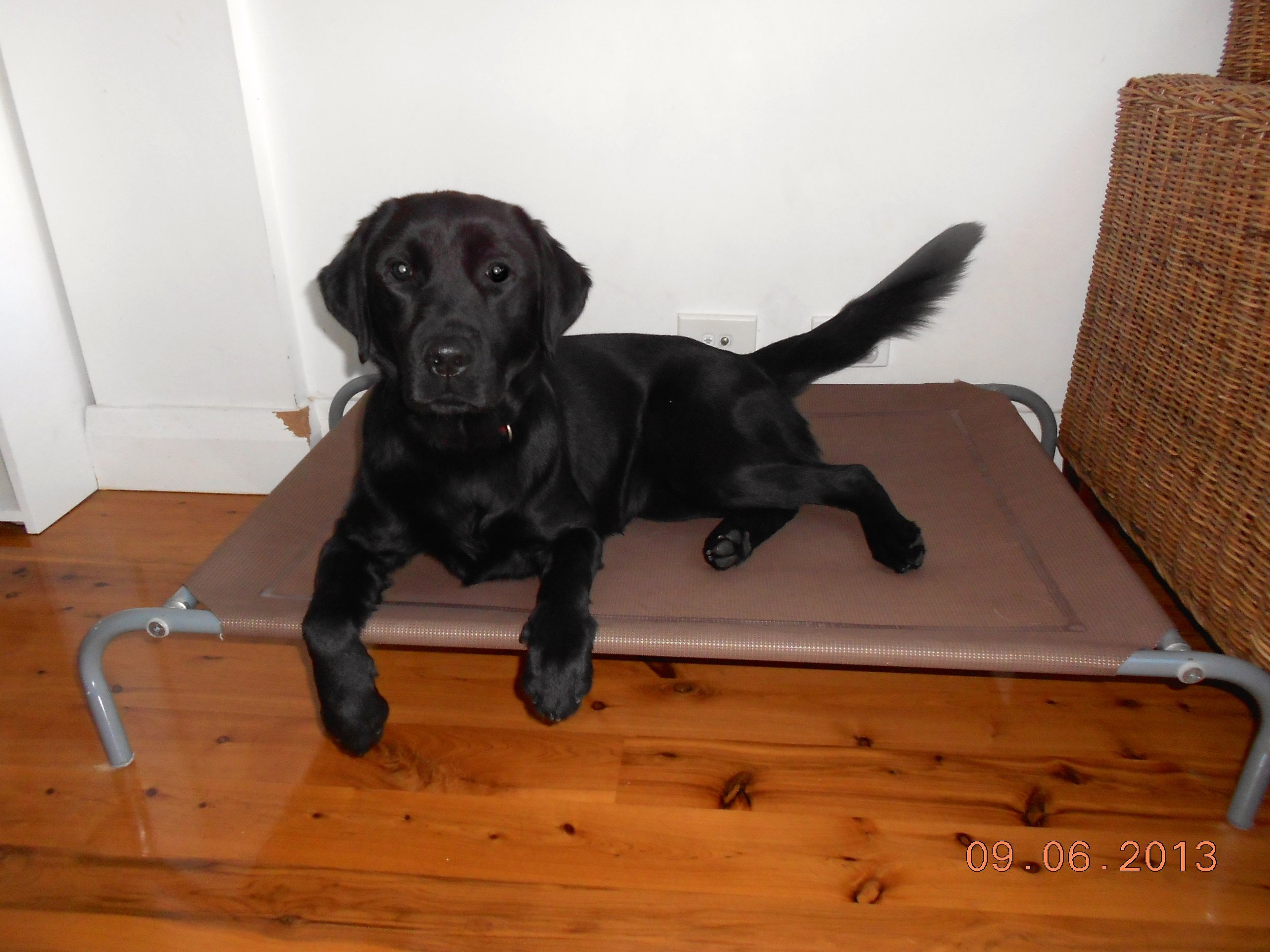 Olive at her home where I looked after her back in 2013