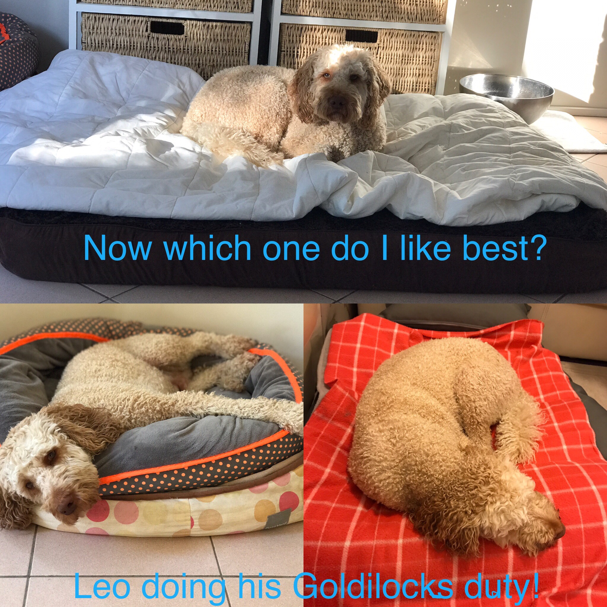 If you've looked at my web site you will often see Leo, he is a regular. He feels it's his duty to try out all the beds - and as you can see he even likes a two tier pair of beds!