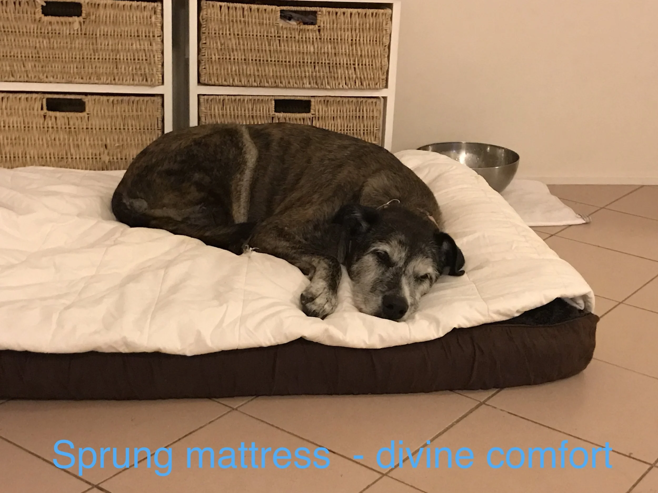Here is dear Twisty, age 14, a big Wolfhound cross breed enjoying the sprung mattress - with a duvet on top as well for even more luxury.