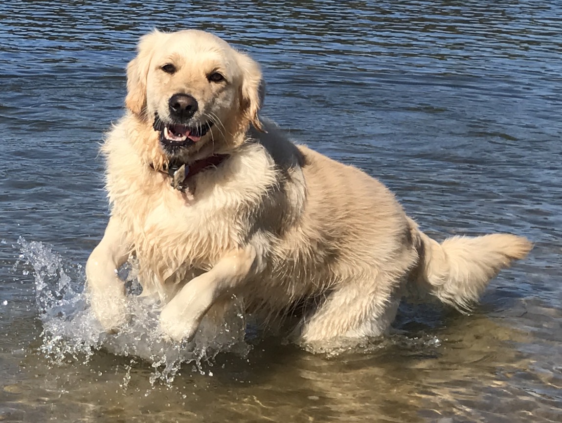 Golden Retriever Charlie at Davistown