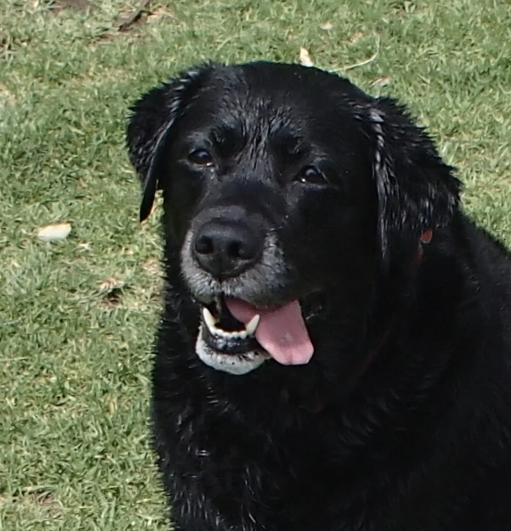 Labrador Bella, a gentle sweet lady
