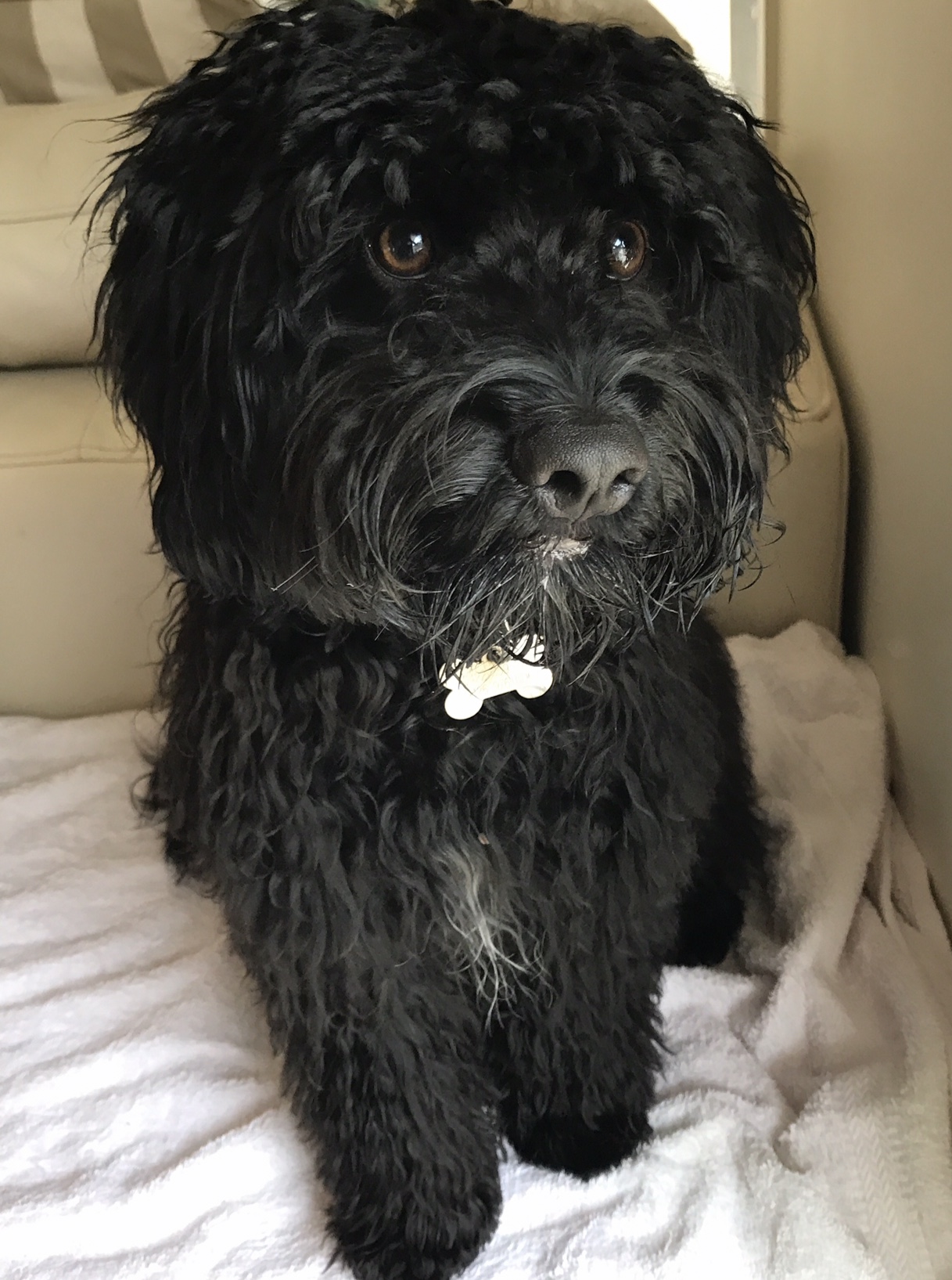 Kuro was one confident Cavoodle and a bundle of fun