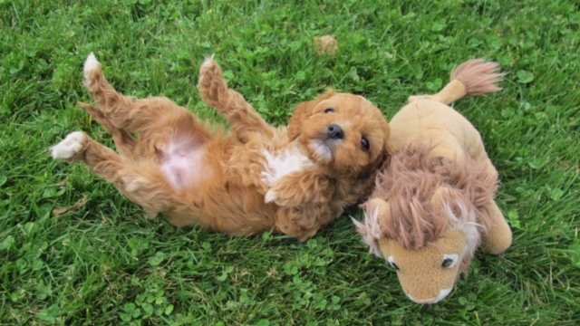 Little Miss Coconut when she was a tiny puppy - who could resist?!
