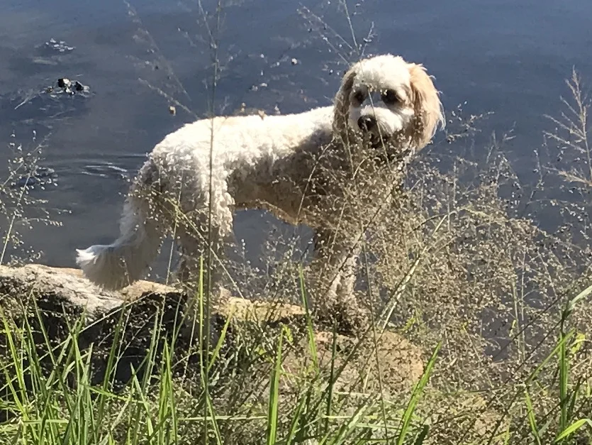 This is Sparky now all grown up on one of his recent stays