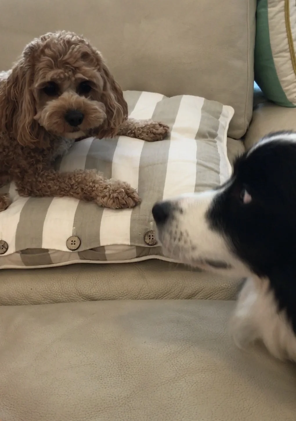 Coconut telling Soli this is her sofa and to back off!!