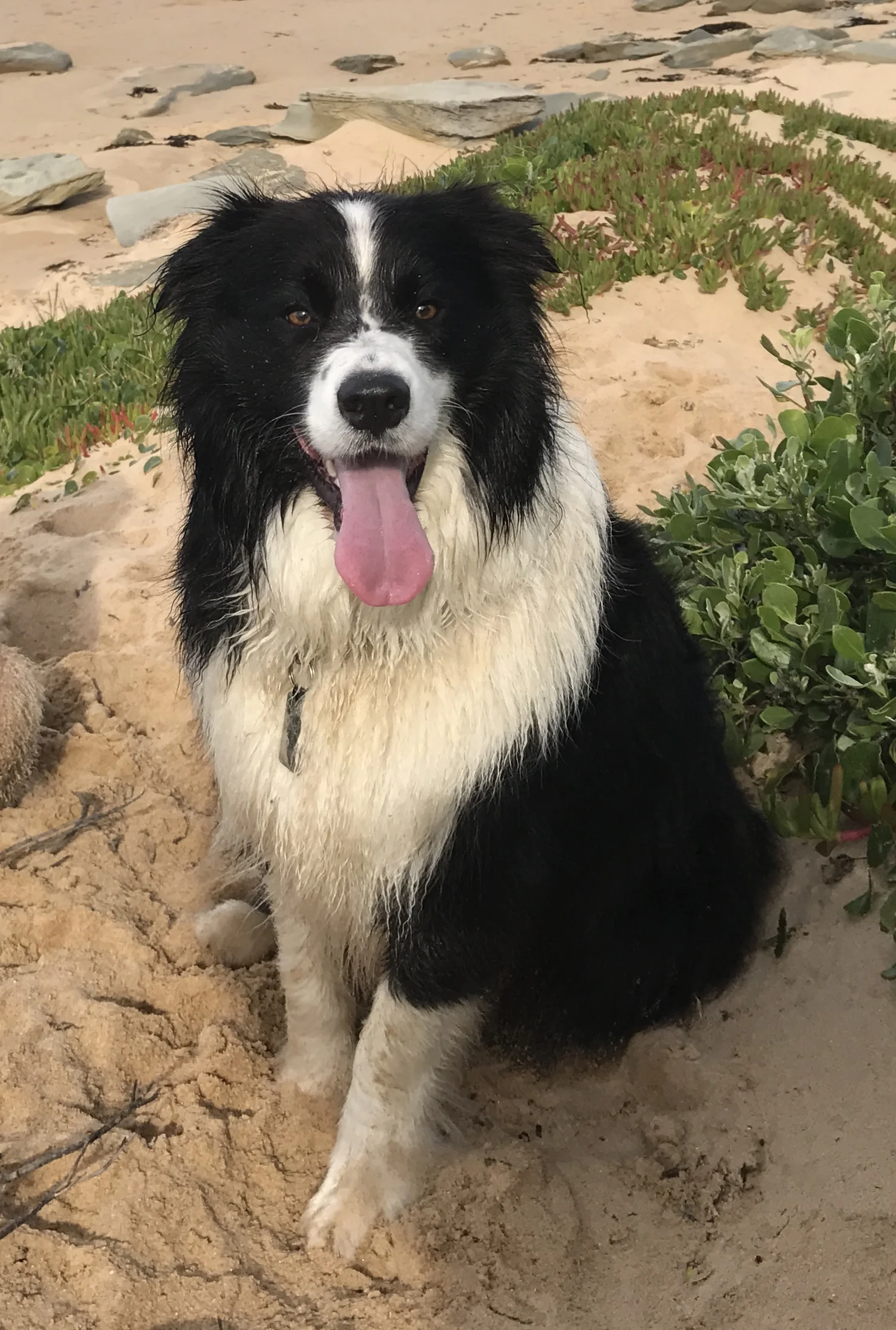 Border Collie Soli, he loved herding the pack & bounced around at top speed