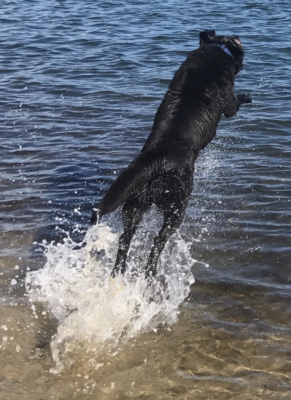 8 year old black Lab Toby - a very enthusiastic diver and swimmer!