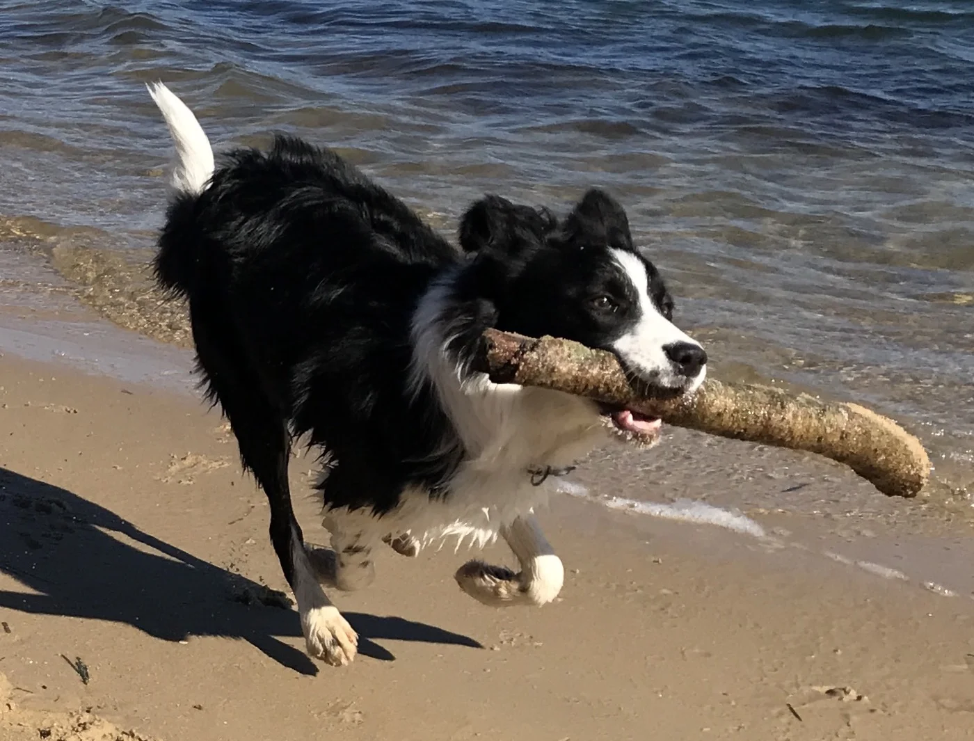 Koda a young Border Collie only about 6 months old and very good to recall already