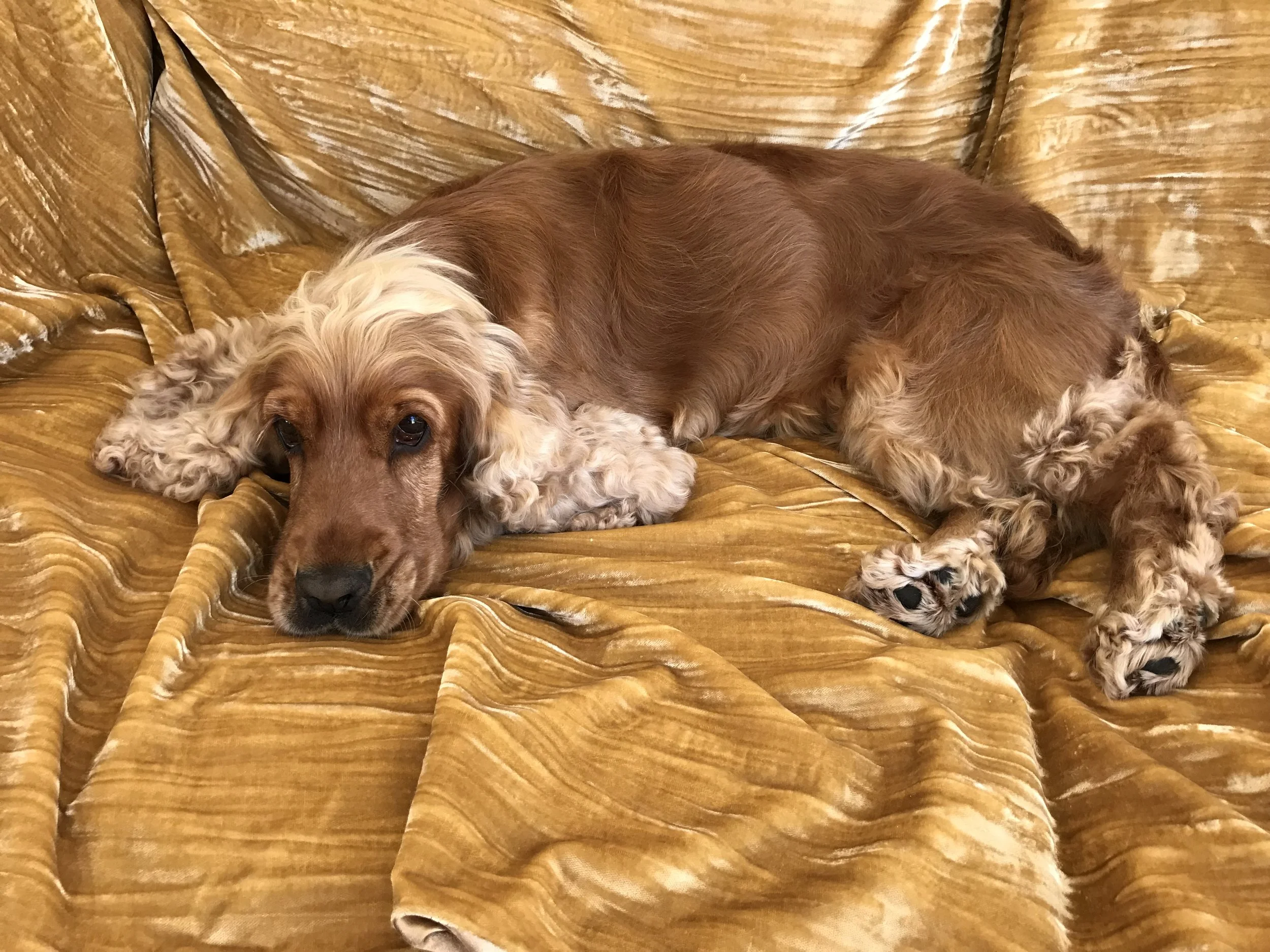 Lovely spaniel Lady on the sofa