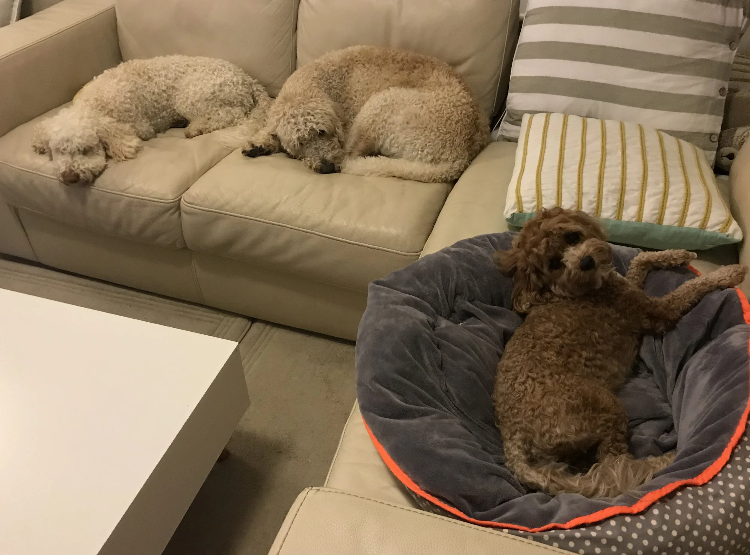 Bella, Hugo and Coconut - where can I sit?!