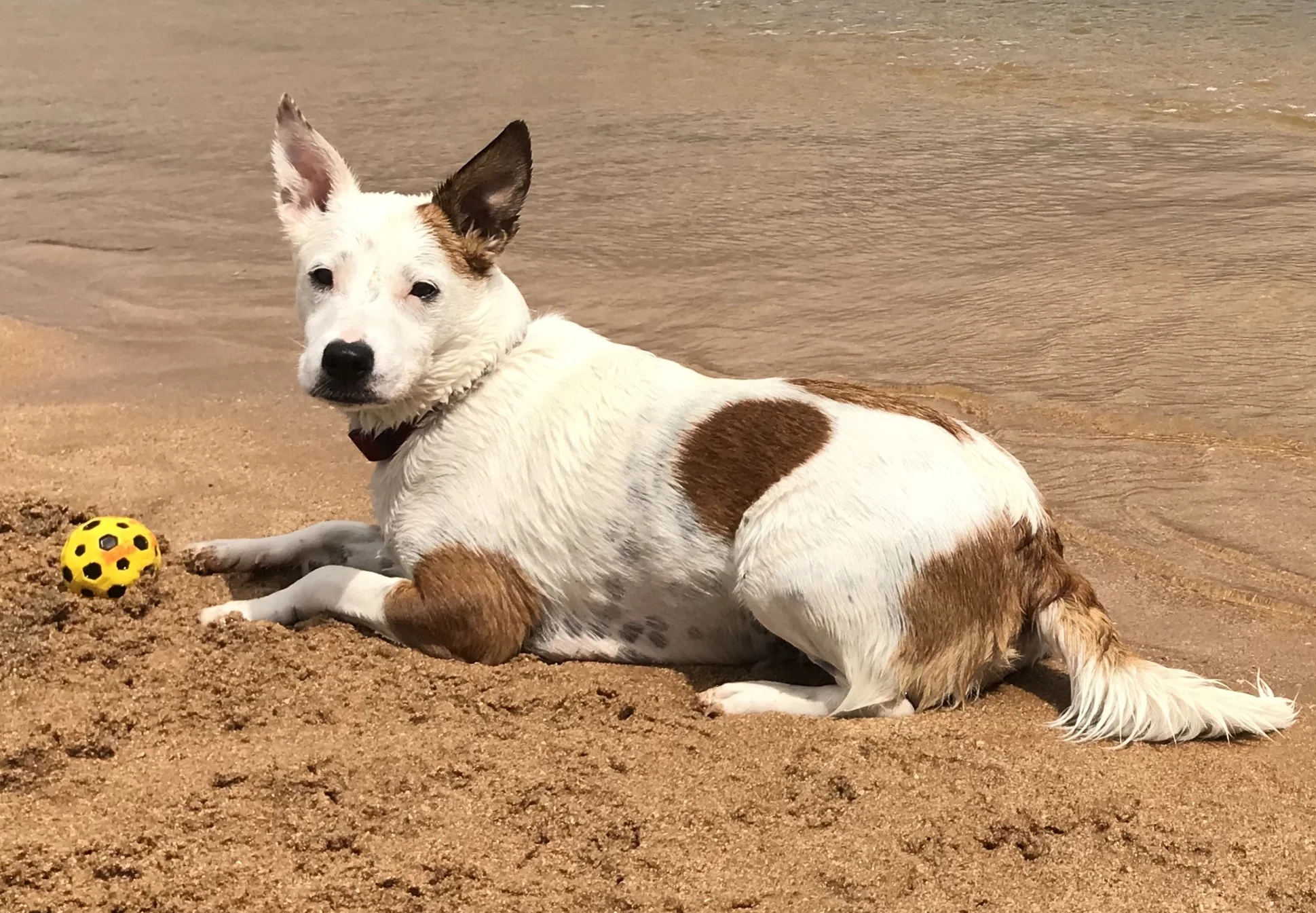 Coco is a Cattle Dog x Jack Russell she has traits of herding like a cattle dog and the smart as a whip brain of a Jack Russell