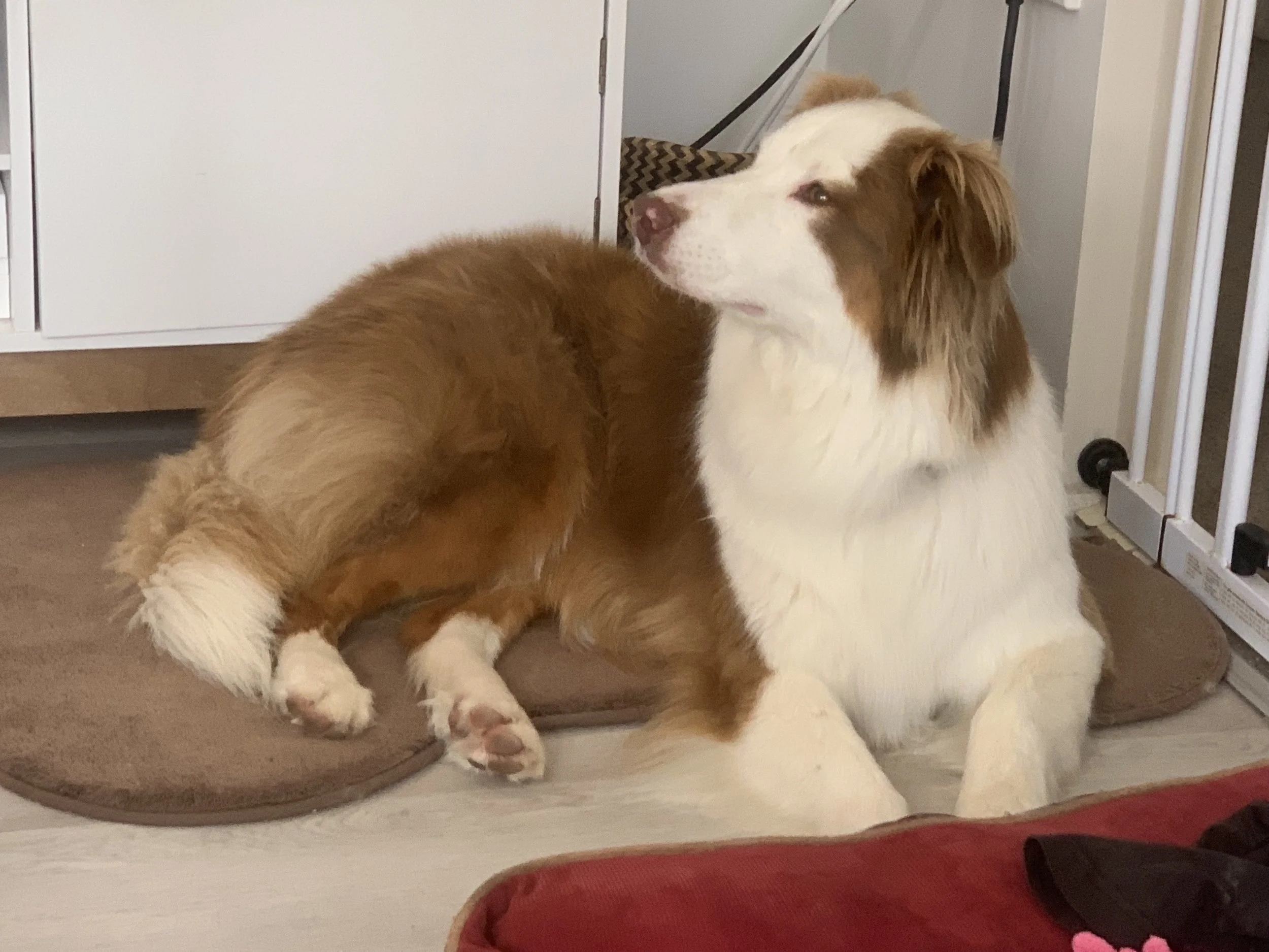 Gracie is a 3 year old Australian Shepherd dog and wonderfully fun - she learnt to swim during her stay and loved the water by the time she left.
