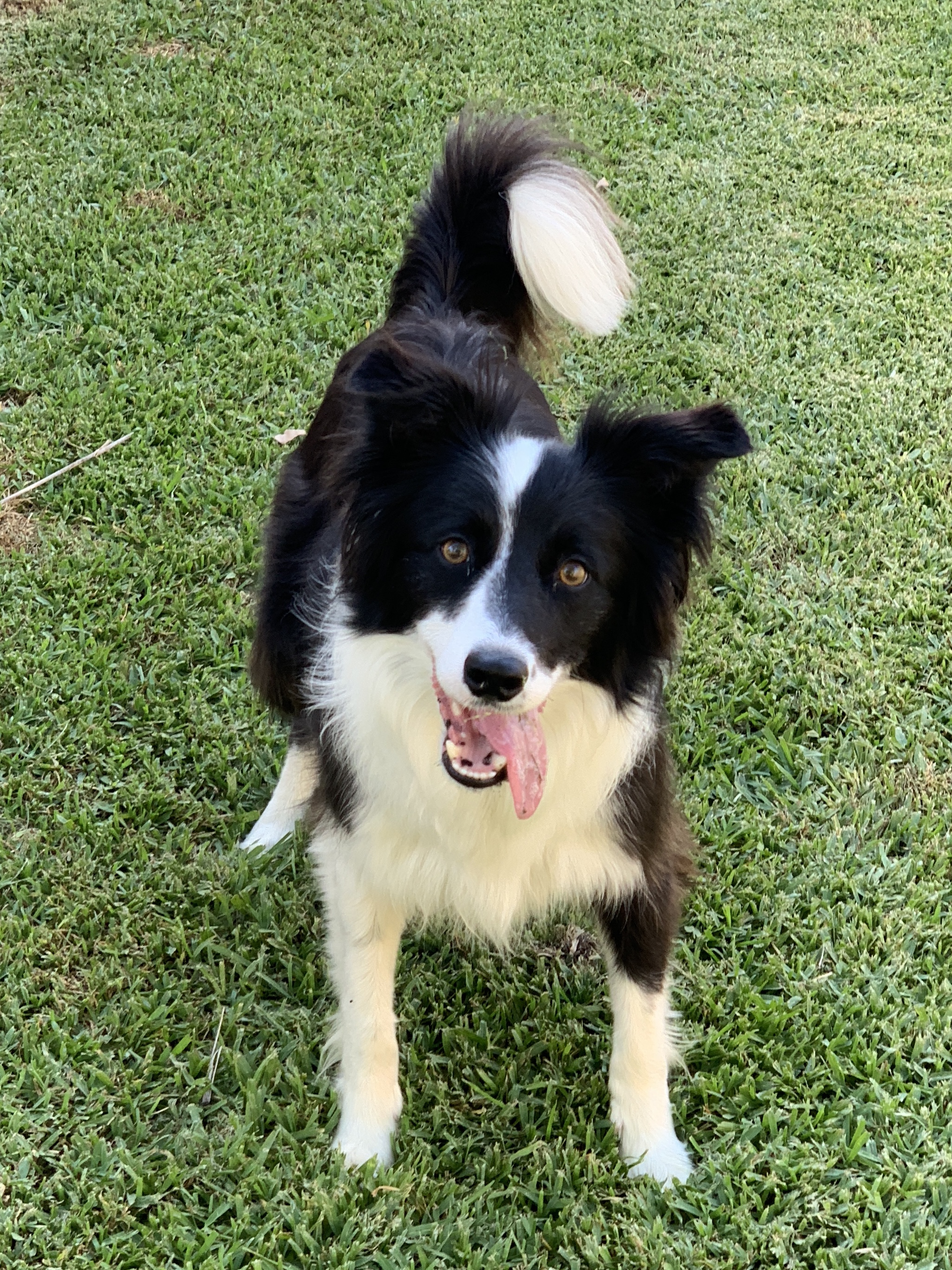 Tess is a 3 year old Border Collie who could possibly be the fastest dog that has ever stayed. She runs down balls at amazing speed, see her on the Videos page.