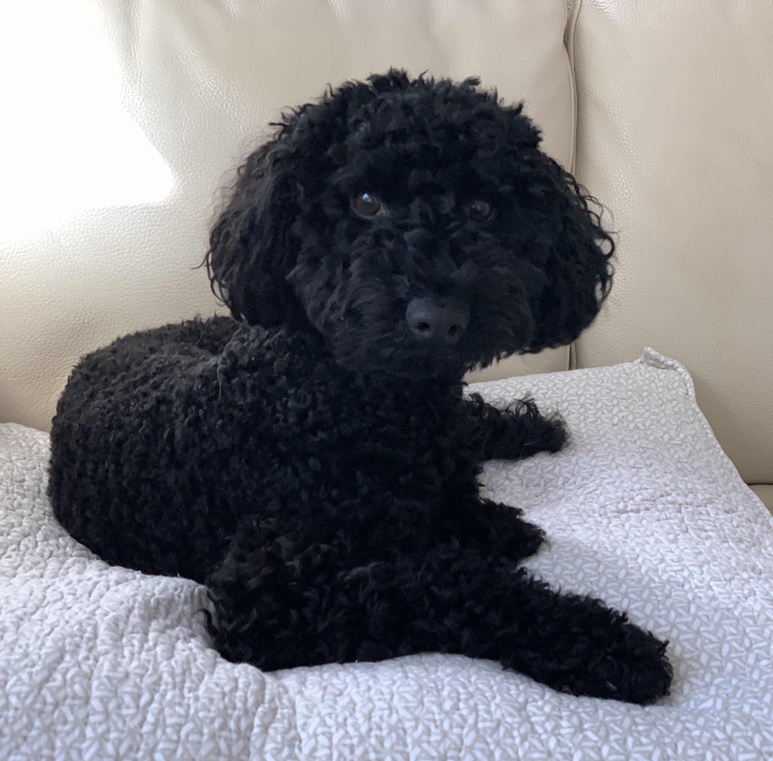 Cute little Schnoodle Pepper - a super social little fella who gets on with everyone.