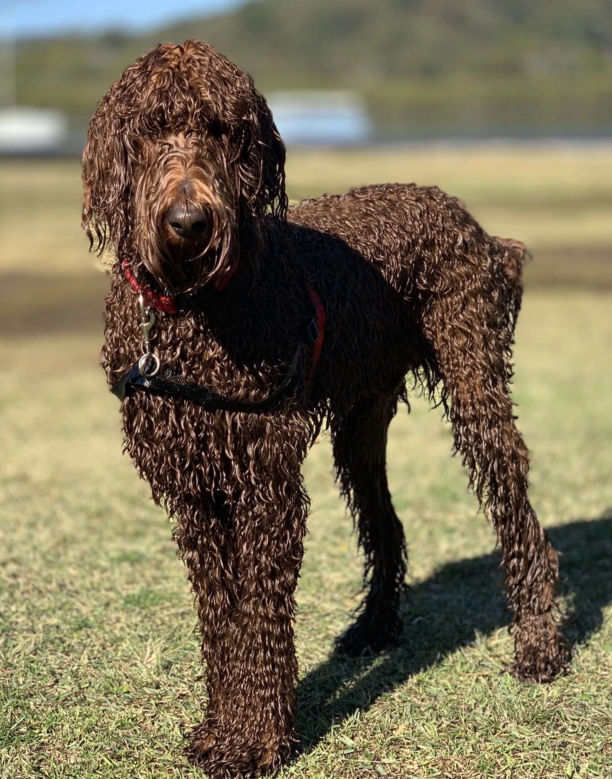 Ted a one year old Groodle - I think his name should be Tedtastic. Head on to the videos page to view Ted playing along to a Beatles sound track (June 19)