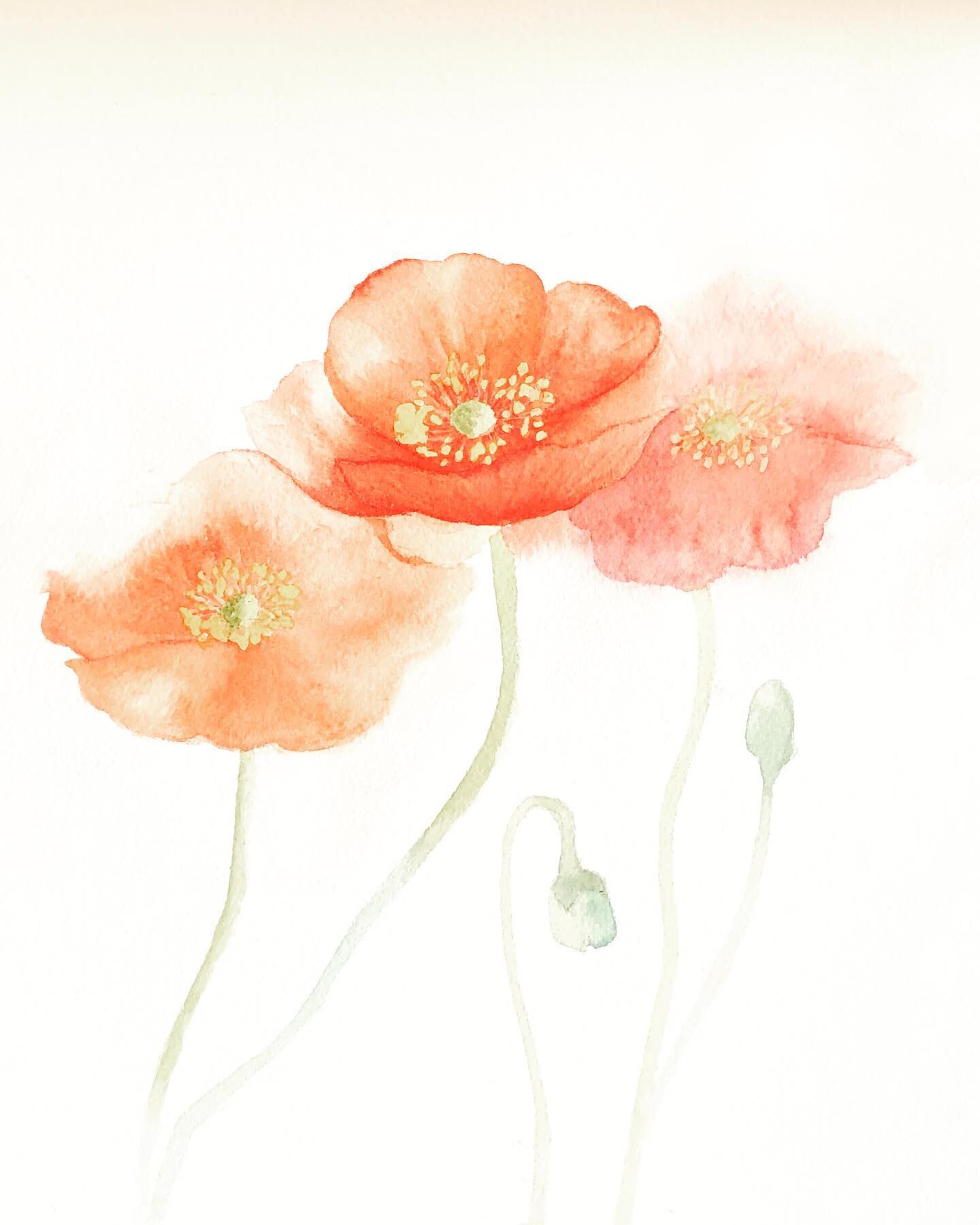 Dip my toe in traditional medium. Being used to digital tools&rsquo; Undo function, it is a challenge to accept small accidents and go with the flow. It feels like another kind of meditation 🧘&zwj;♀️🎨#traditionalmedium #watercolorpoppies #brigitkhd