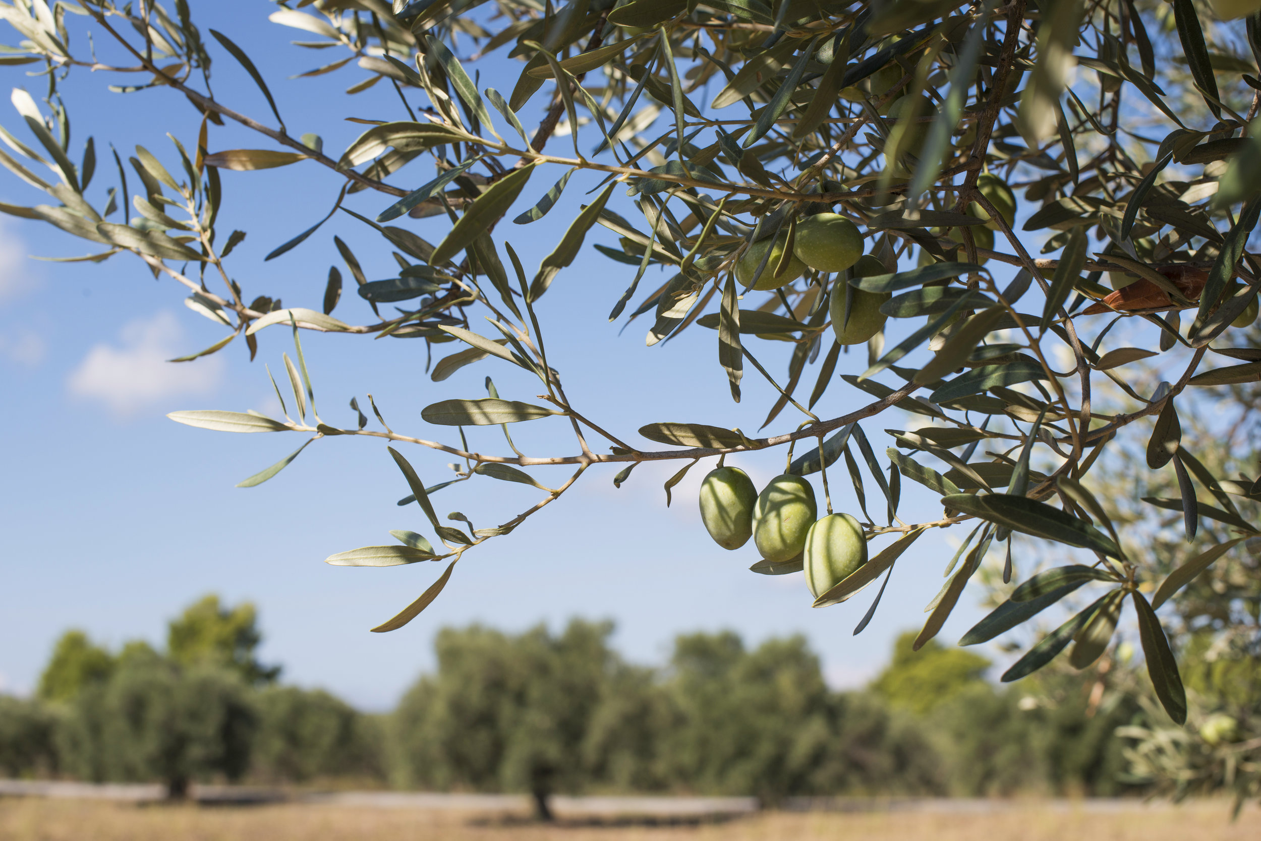 AdobeStock_90223082.jpeg